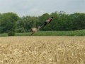 Joc Pheasant Hunting