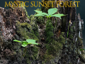 Joc Mystic sunset forest