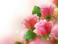 Joc Pink Roses
