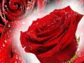 Joc Red Roses