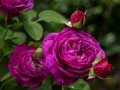Joc Purple Roses