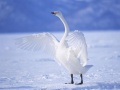 Joc Graceful Swans