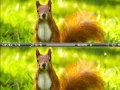 Joc Squirrel difference