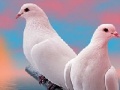 Joc Lovely white doves slide puzzle