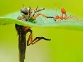 Joc Little ant and leaf slide puzzle