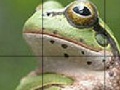 Joc Sweet Green Frog Slide Puzzle