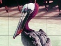 Joc Pink headed pelican slide puzzle