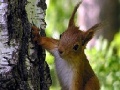 Joc Cute squirrels slide puzzle