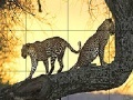 Joc Big wild cats slide puzzle