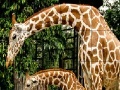 Joc Giraffes in the forest slide puzzle