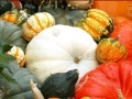Joc Hidden Objects: Pumpkin Show