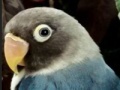 Joc Hidden Alphabets - Parrots