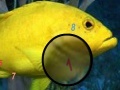 Joc Amazing Fishes Hidden Numbers