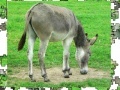 Joc Jigsaw: Donkey