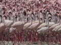 Joc Flamingos Slider