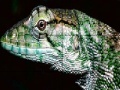 Joc Wild iguana slide puzzle