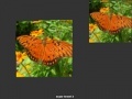 Joc Orange Butterfly