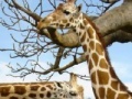 Joc Puzzle Giraffes