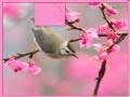 Joc Bird at Spring