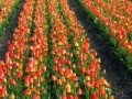 Joc Jigsaw: Tulip Field