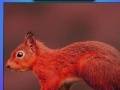 Joc Red summer squirrels puzzle