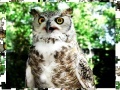 Joc Jigsaw: Owl