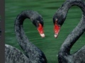 Joc Black Swans