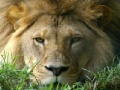 Joc African Lion