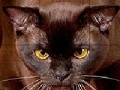Joc Wild brown cat slide puzzle