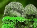 Joc Green Hedgehogs: Puzzle