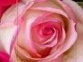 Joc Pink Rose