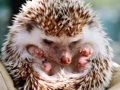 Joc Small hedgehog
