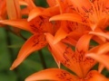 Joc Jigsaw: Orange Lilies
