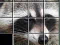 Joc Raccoon Puzzles