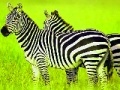 Joc Green Safari: Zebras Puzzle