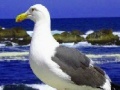 Joc Seagulls In The Ocean: Puzzle