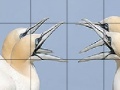 Joc Talkative white birds slide puzzle