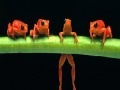 Joc Brave acrobat frogs slide puzzle