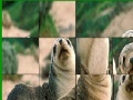 Joc Cute seals slide puzzle