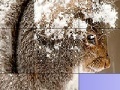Joc Squirrel in the snow slide puzzle