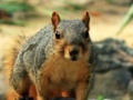 Joc Hidden Animals: Squirrels