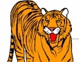 Joc Tiger Coloring