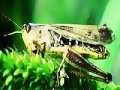 Joc Green grasshopper slide puzzle