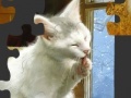 Joc White Cat