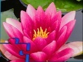 Joc Pink Water Lily Puzzle