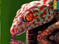 Joc Thirsty red gecko puzzle