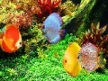 Joc Deep Colorful Ocean Fishes: Puzzle