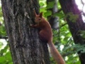 Joc Squirrel 2