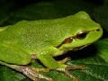 Joc Frog Slider