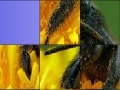Joc Black insect slide puzzle